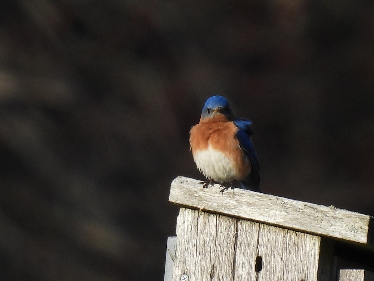 Eastern Bluebird - ML617248600