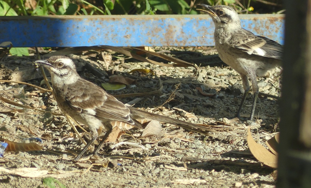 Long-tailed Mockingbird - ML617248616
