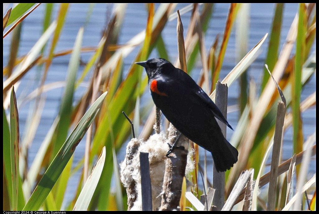 Red-winged Blackbird - ML617248633