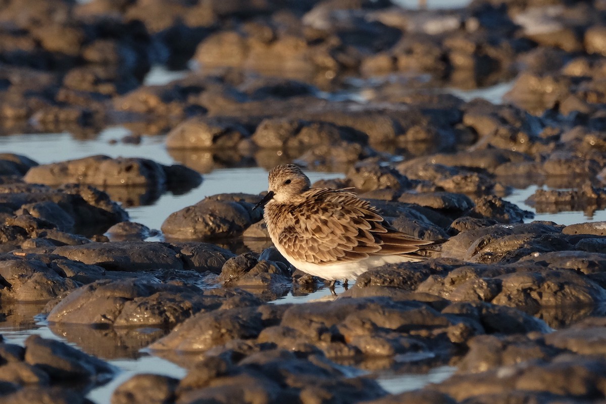 Baird's Sandpiper - Chloe St. Germain-Vermillion