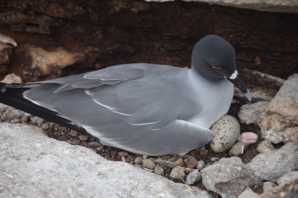 Swallow-tailed Gull - ML617248700