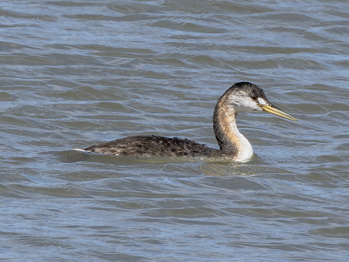 Great Grebe - ML617248714