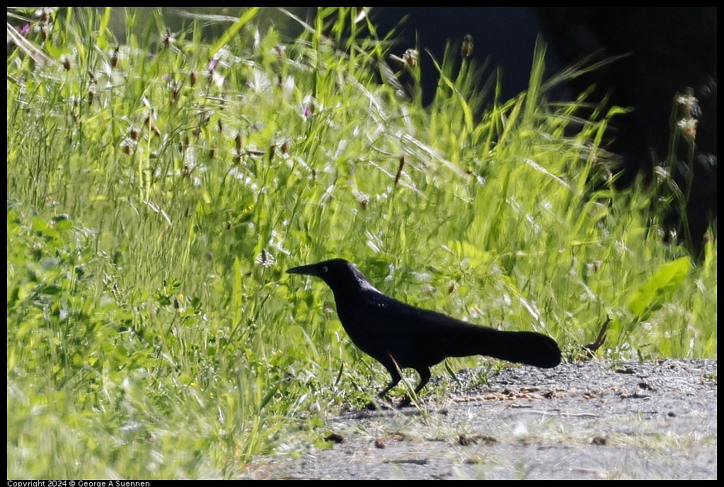 Great-tailed Grackle - ML617248724