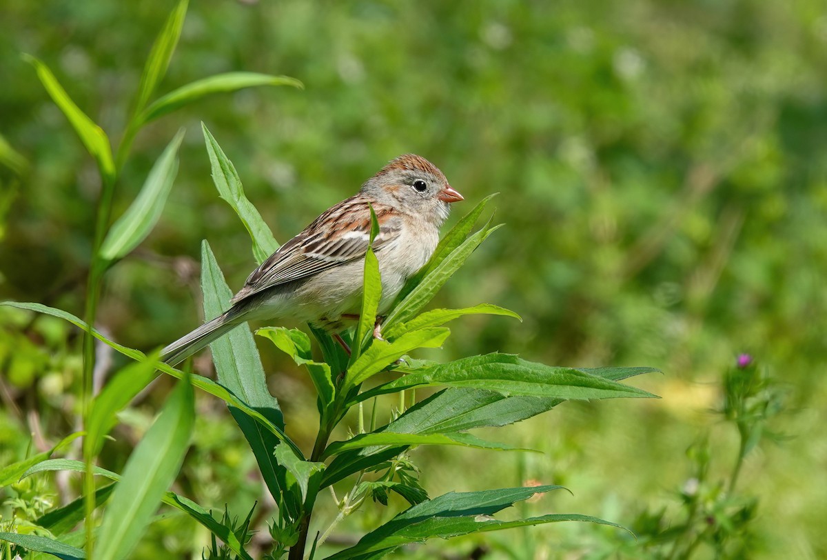 Field Sparrow - ML617248727