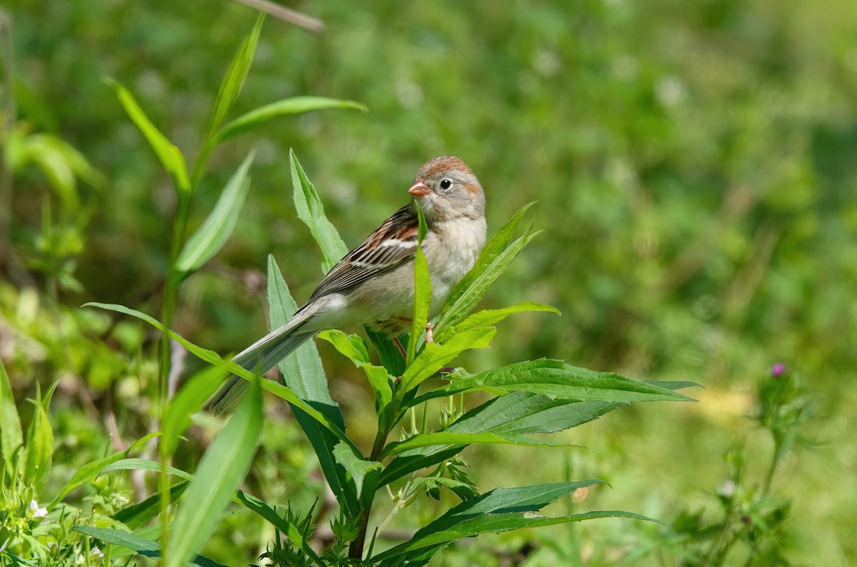 Field Sparrow - ML617248732