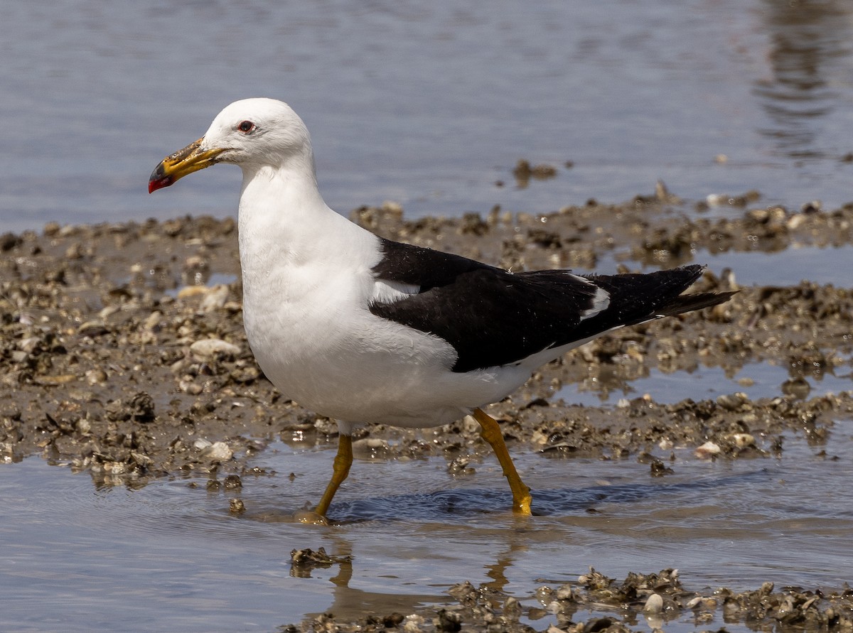 Olrog's Gull - ML617248740