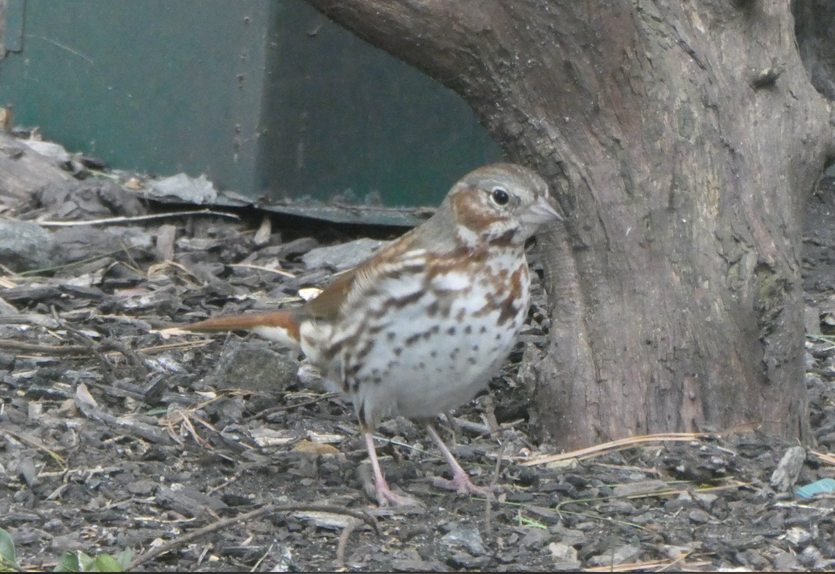 Fox Sparrow - ML617248777