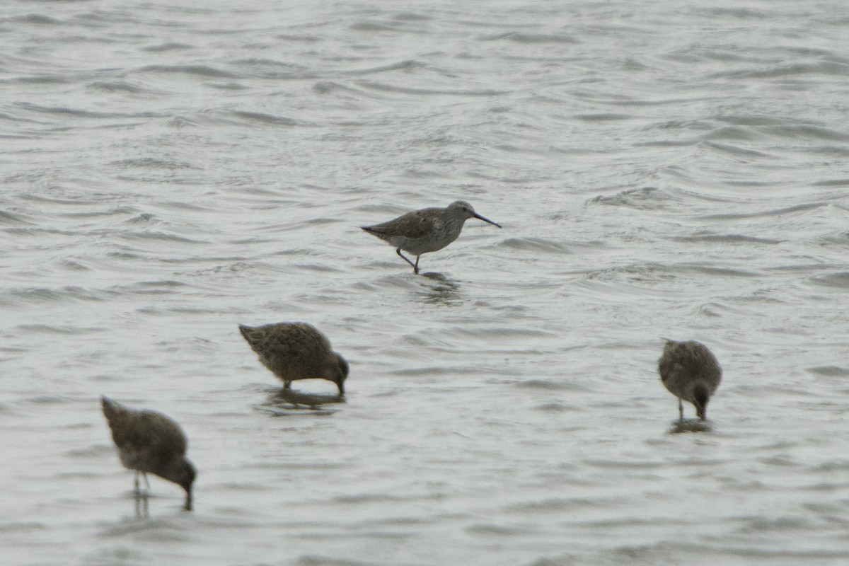 Stilt Sandpiper - ML617248829