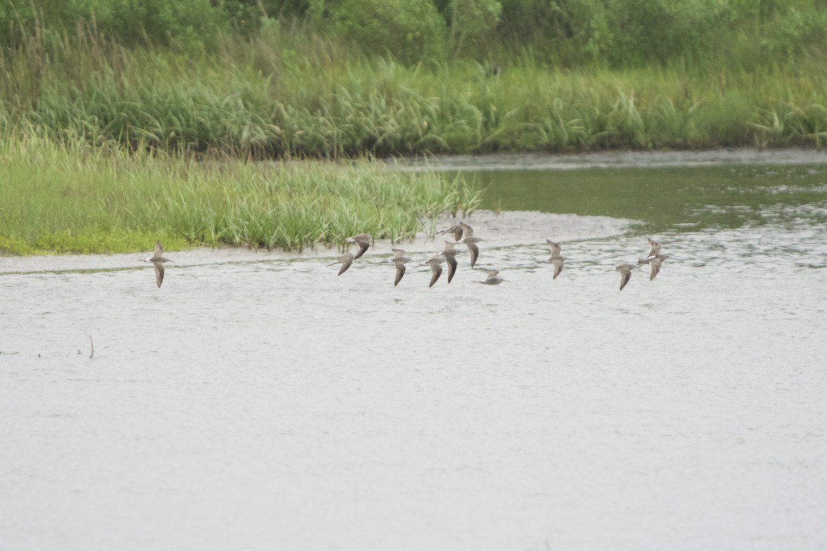 Stilt Sandpiper - ML617248837