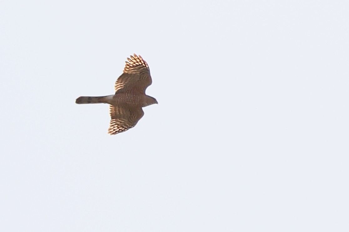 Cooper's Hawk - ML617248853