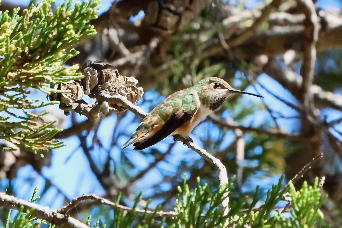 Allen's Hummingbird - ML617248859