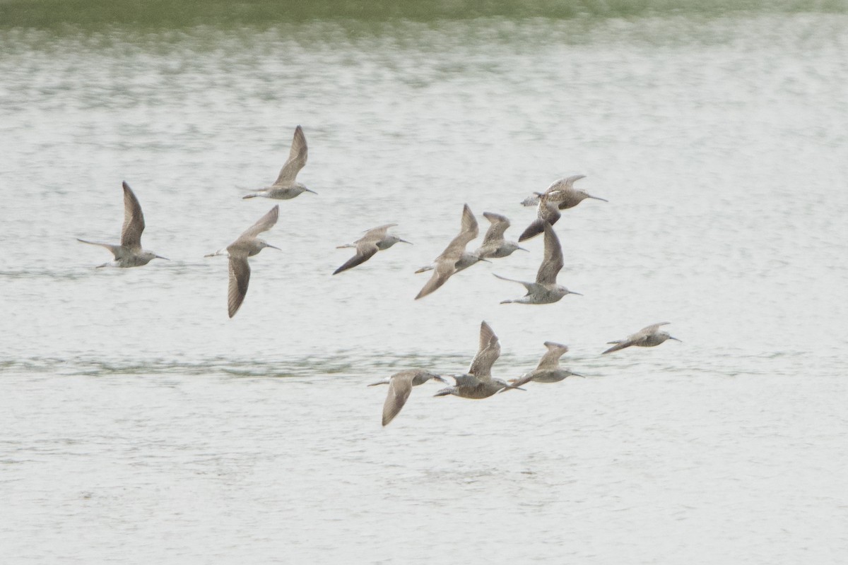 Stilt Sandpiper - ML617248871