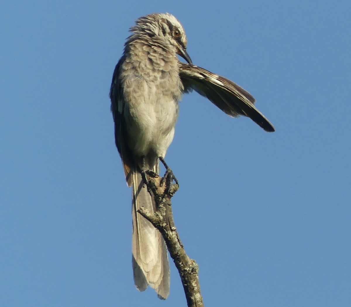 Long-tailed Mockingbird - Lisa Brunetti