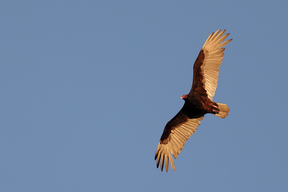 Turkey Vulture - ML617248912