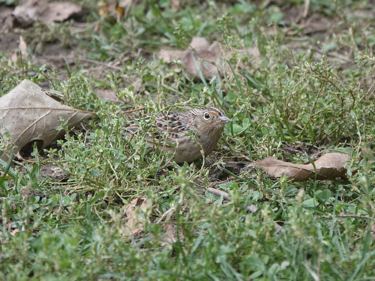 Grasshopper Sparrow - ML617248950