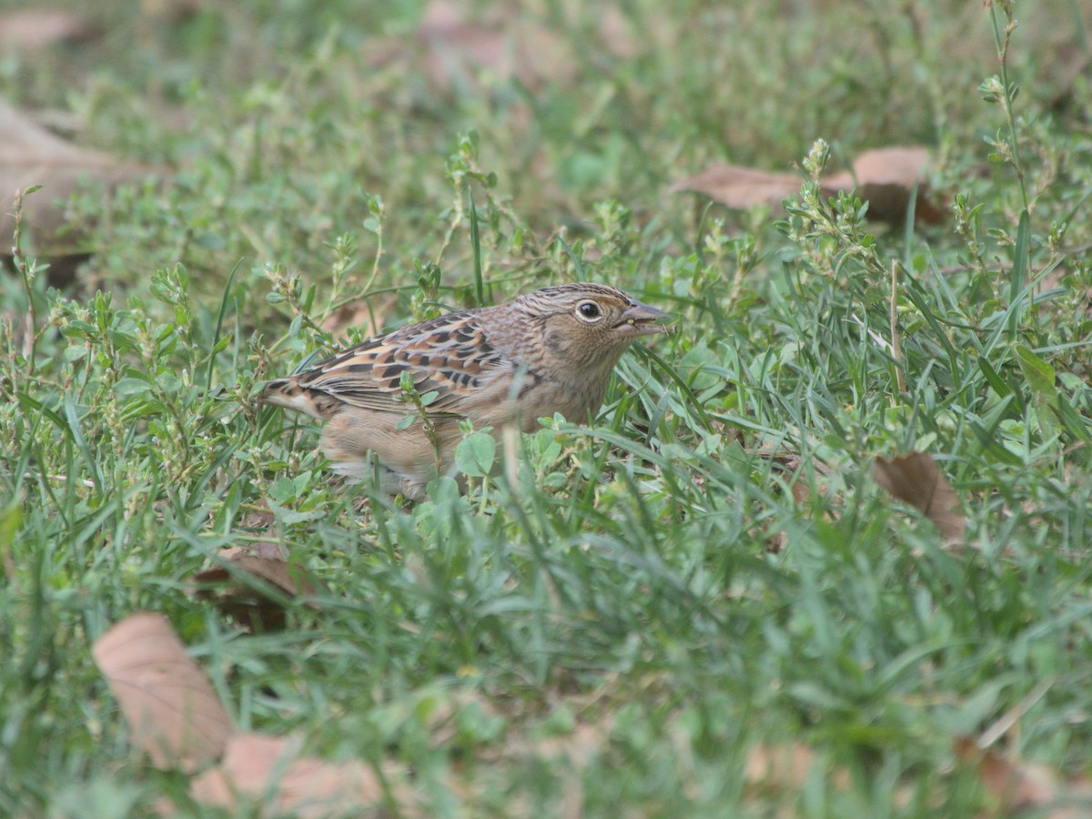 Grasshopper Sparrow - ML617248954