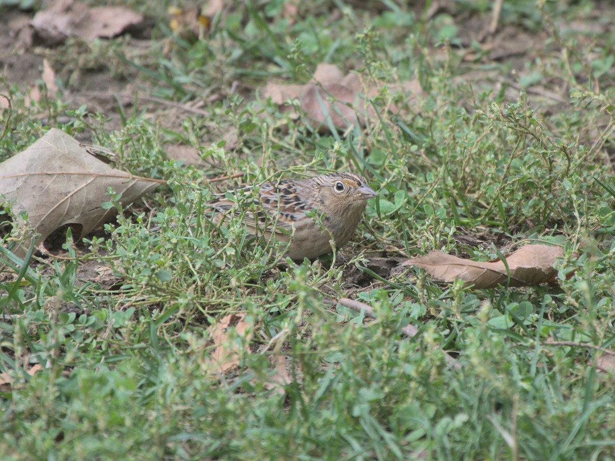 Grasshopper Sparrow - ML617248955