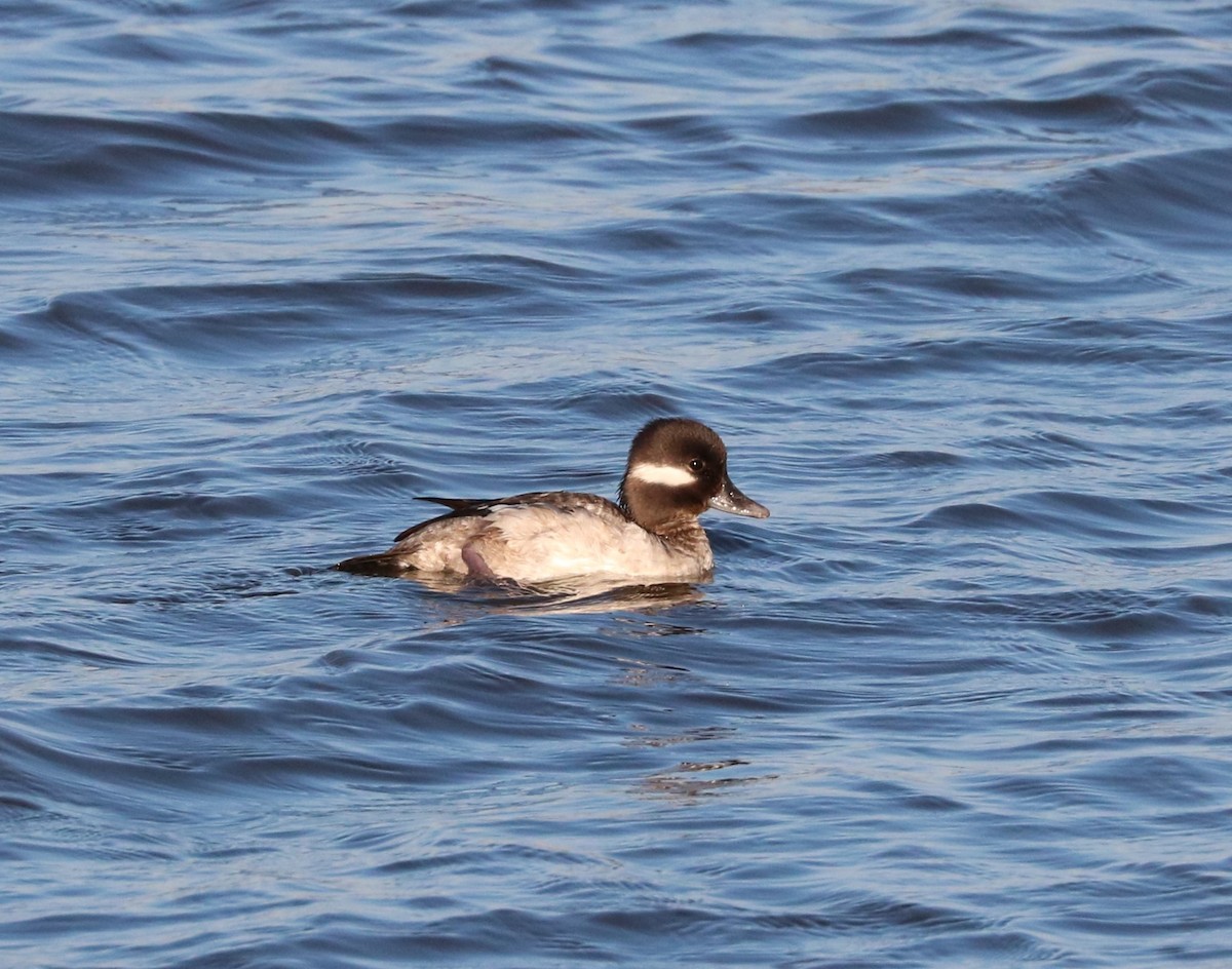 Bufflehead - ML617248979