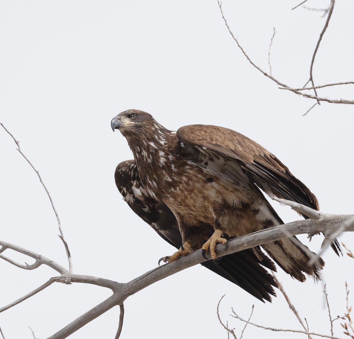 Bald Eagle - ML617248992