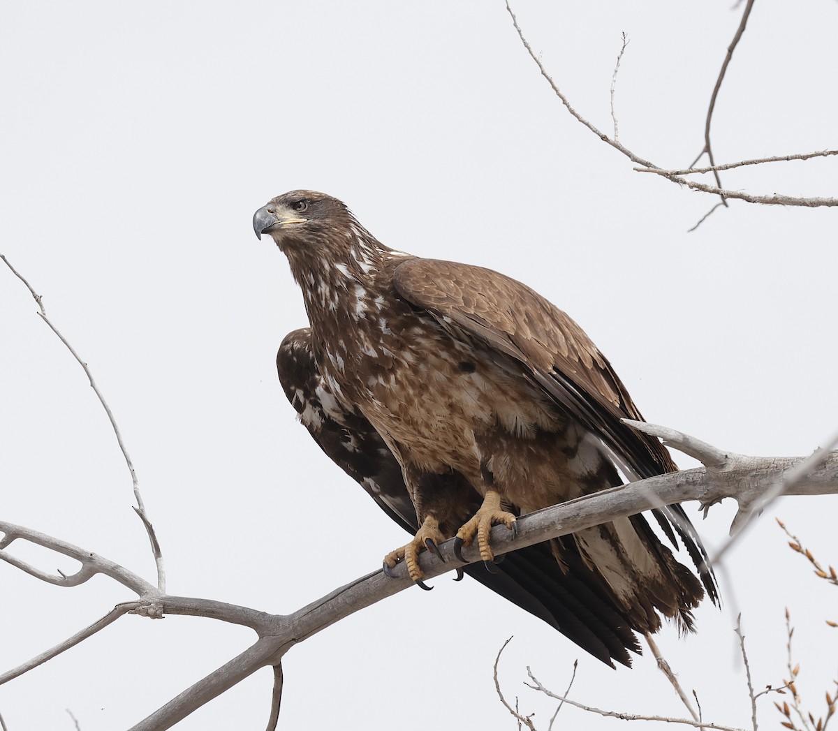 Bald Eagle - ML617248993