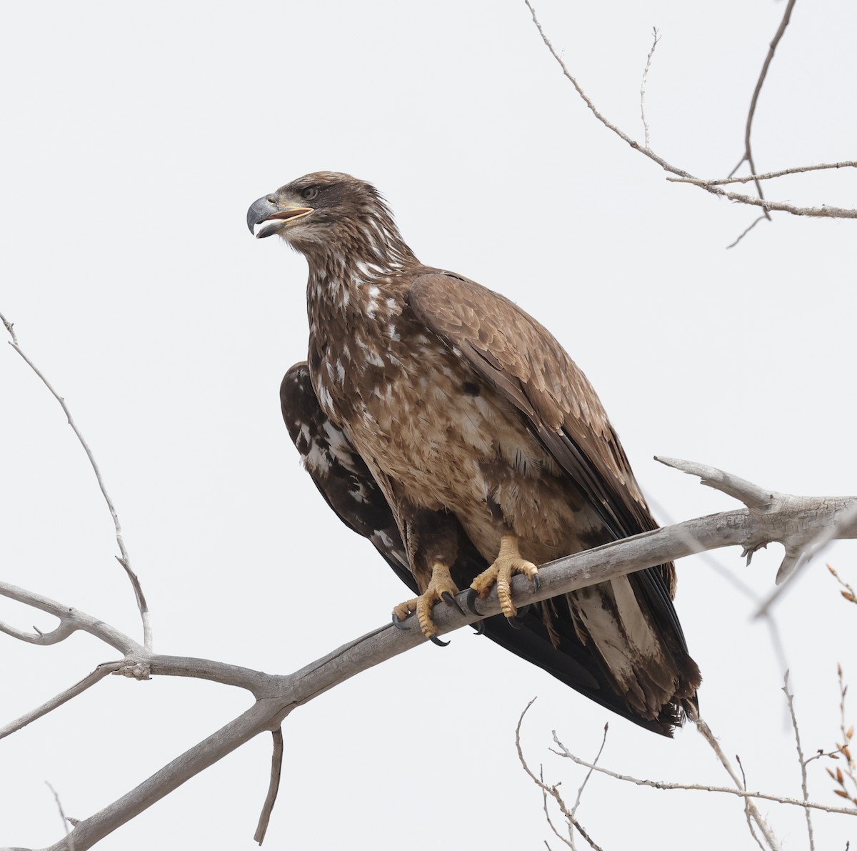 Bald Eagle - ML617248994