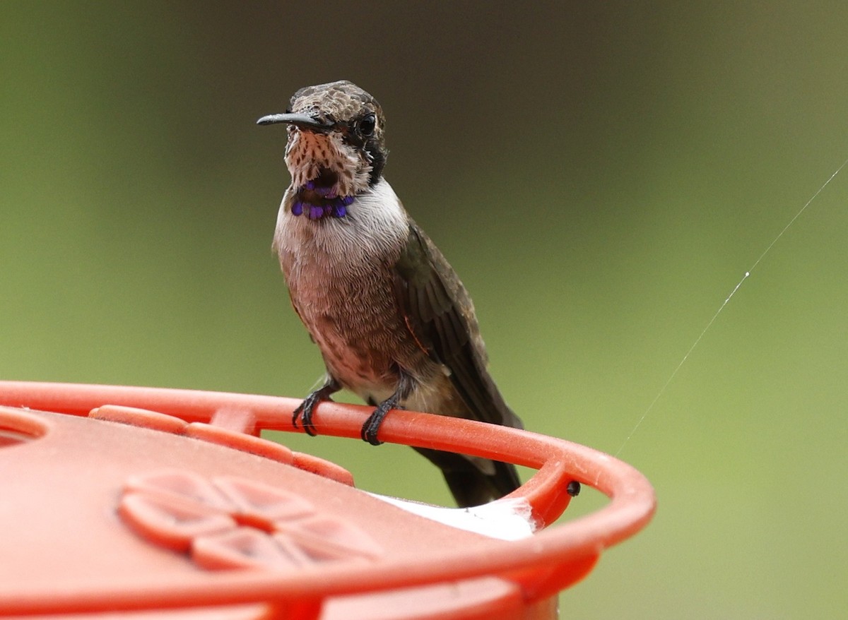 Black-chinned Hummingbird - ML617249004