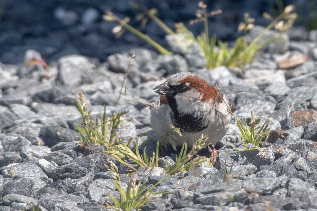 House Sparrow - Donna Wadsley