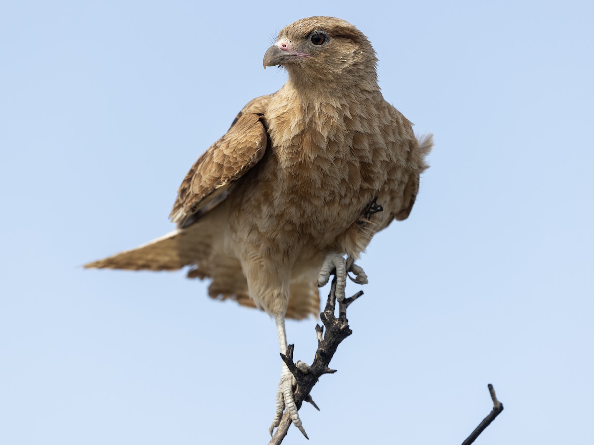 Chimango Caracara - ML617249035