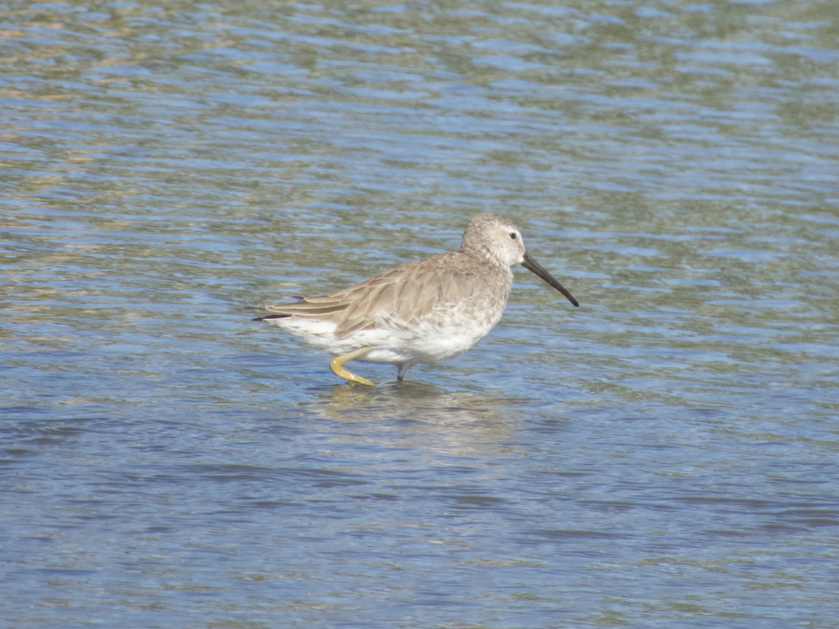 Stilt Sandpiper - ML617249059