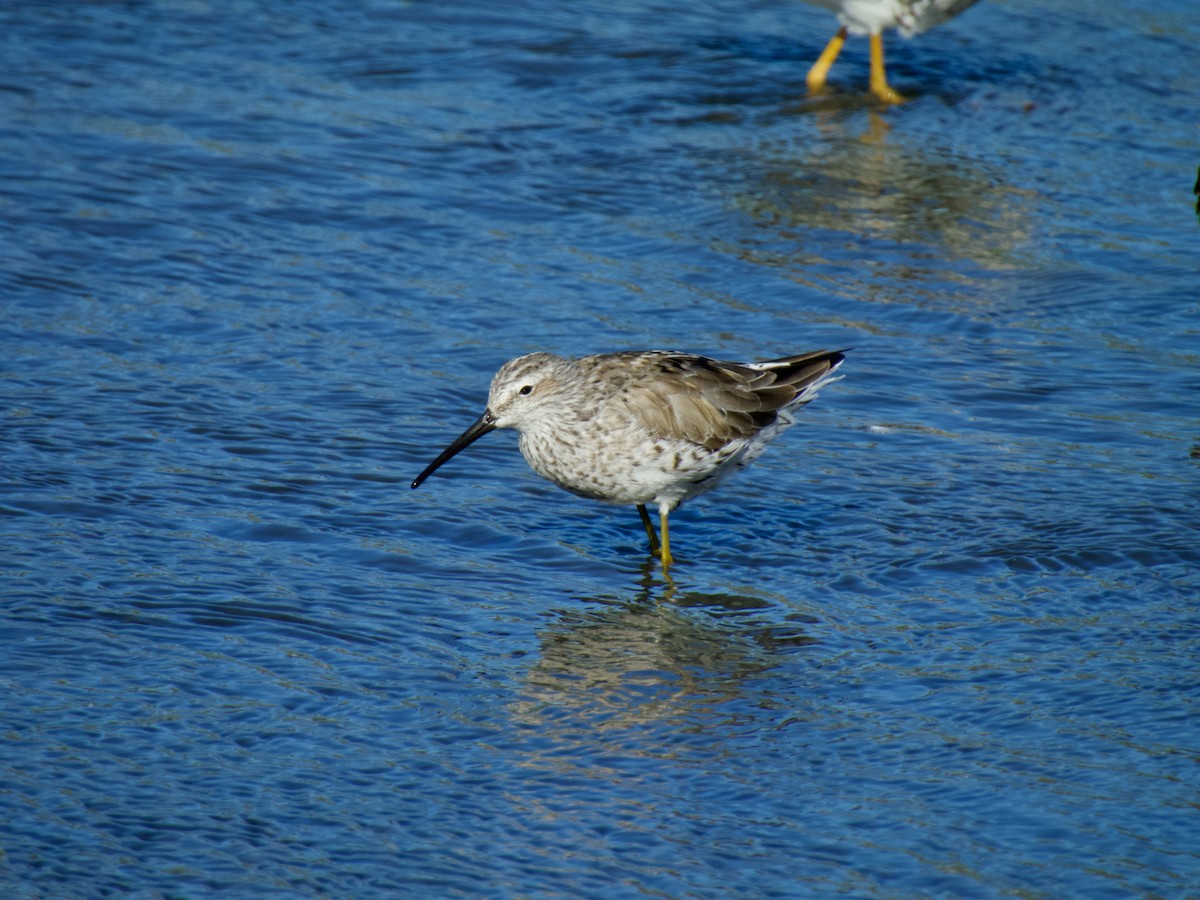 Stilt Sandpiper - ML617249060