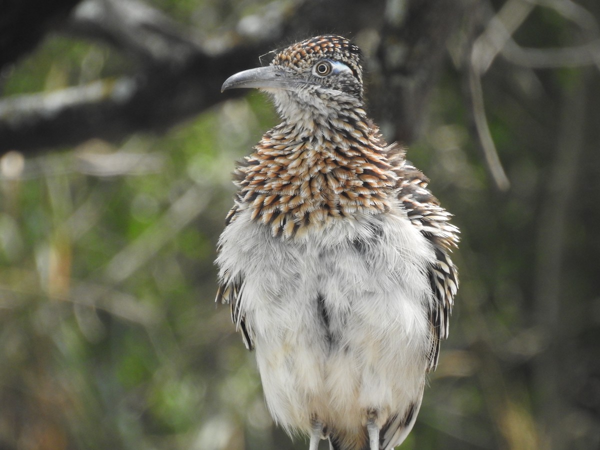 Greater Roadrunner - Greg Steeves