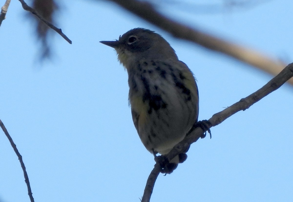 Yellow-rumped Warbler (Myrtle x Audubon's) - ML617249092