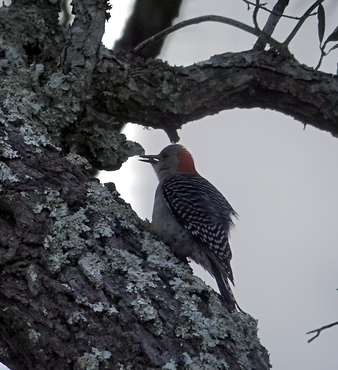 Red-bellied Woodpecker - Gail Glasgow