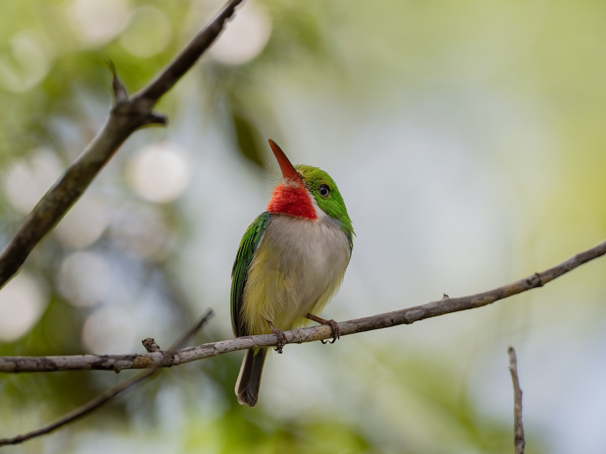 Puerto Rican Tody - ML617249100