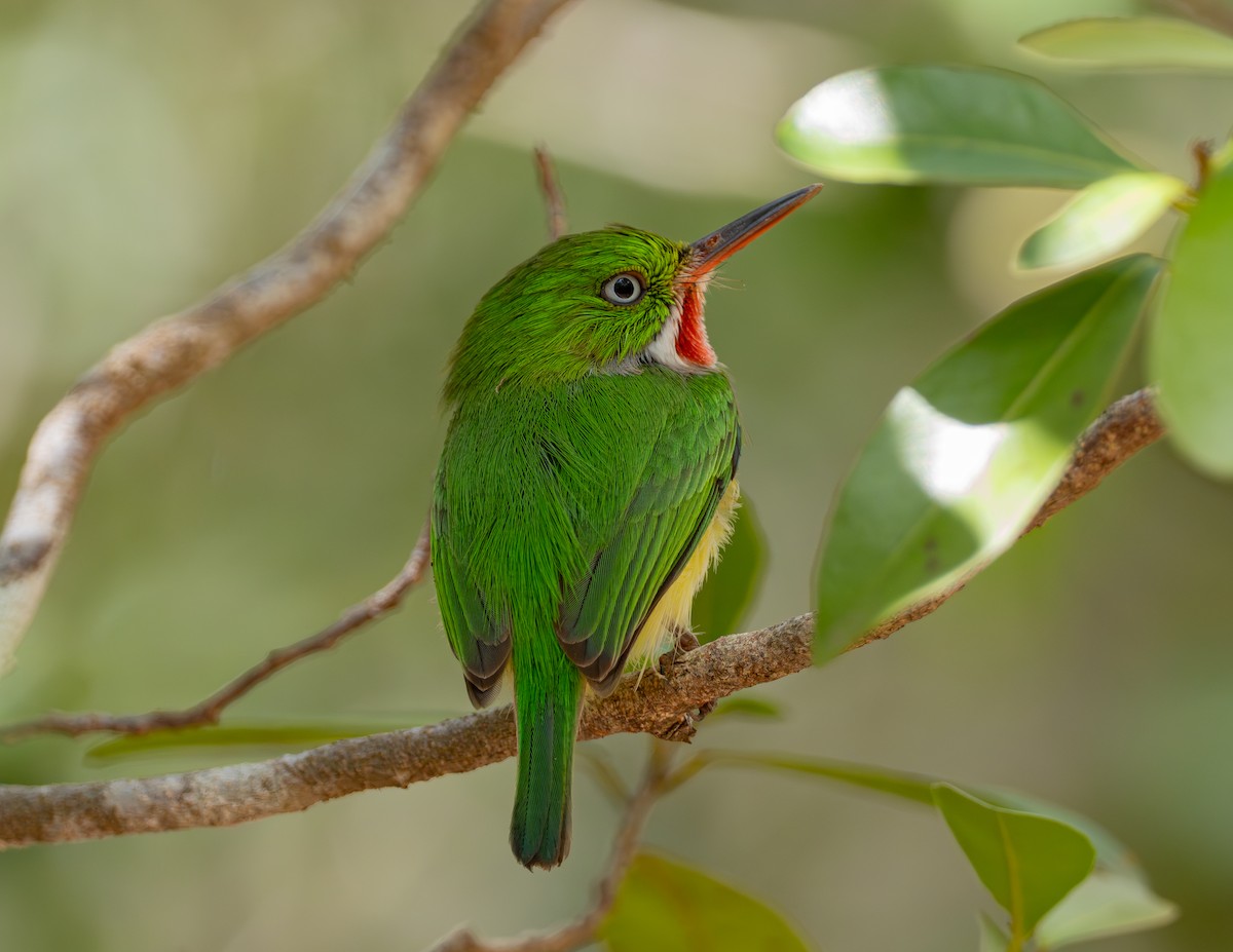 Puerto Rican Tody - ML617249101