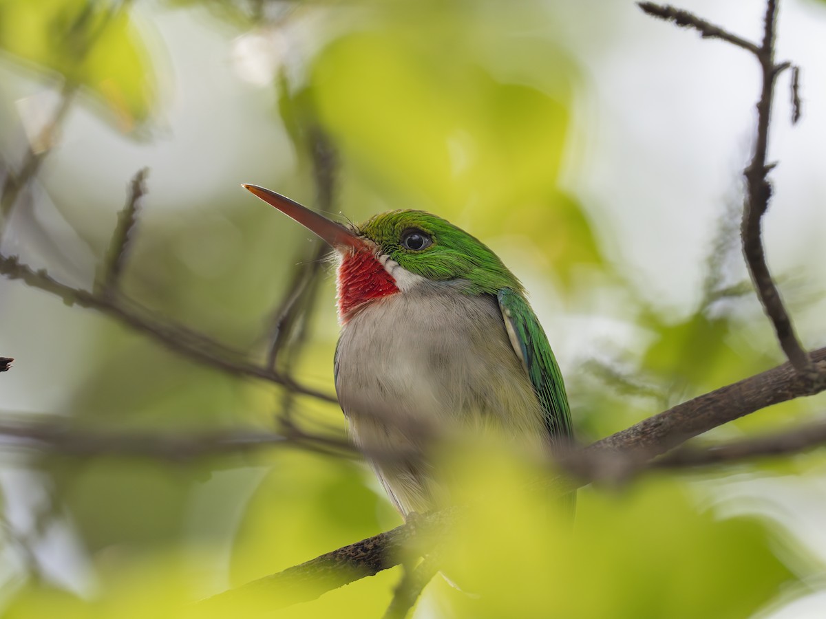 Puerto Rican Tody - ML617249102