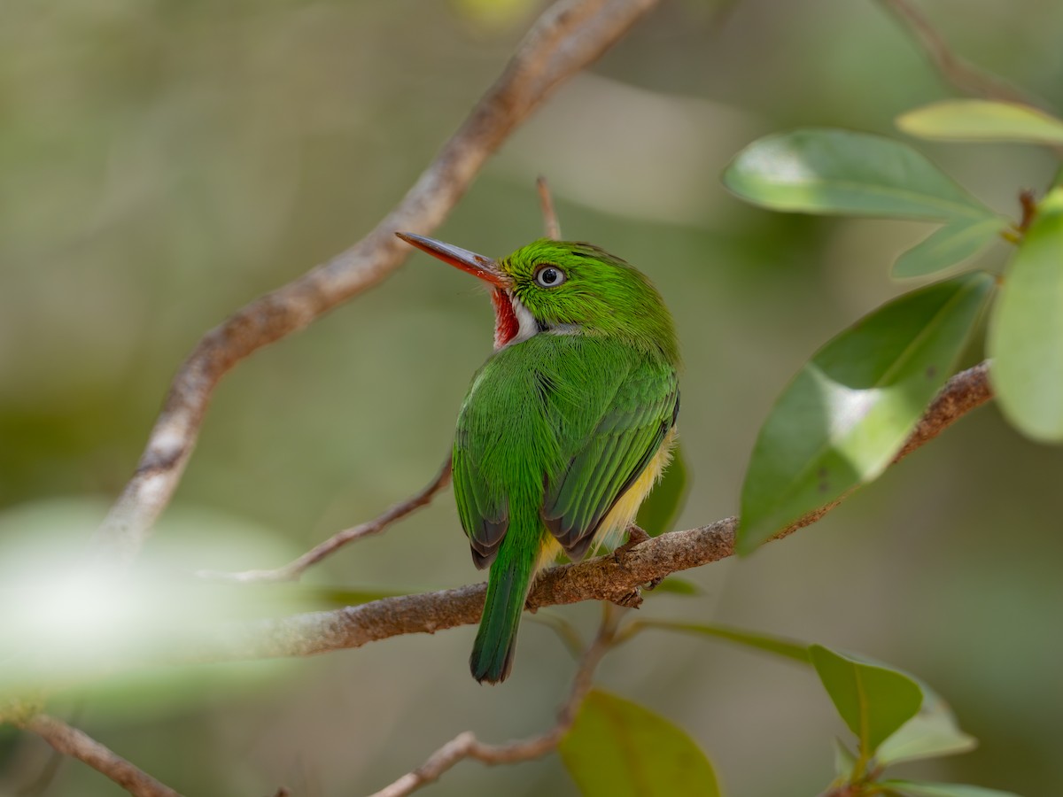 Puerto Rican Tody - ML617249103