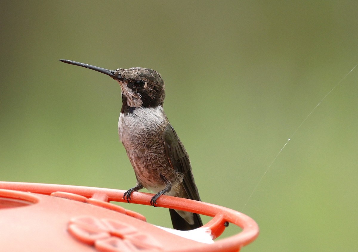 Black-chinned Hummingbird - ML617249105