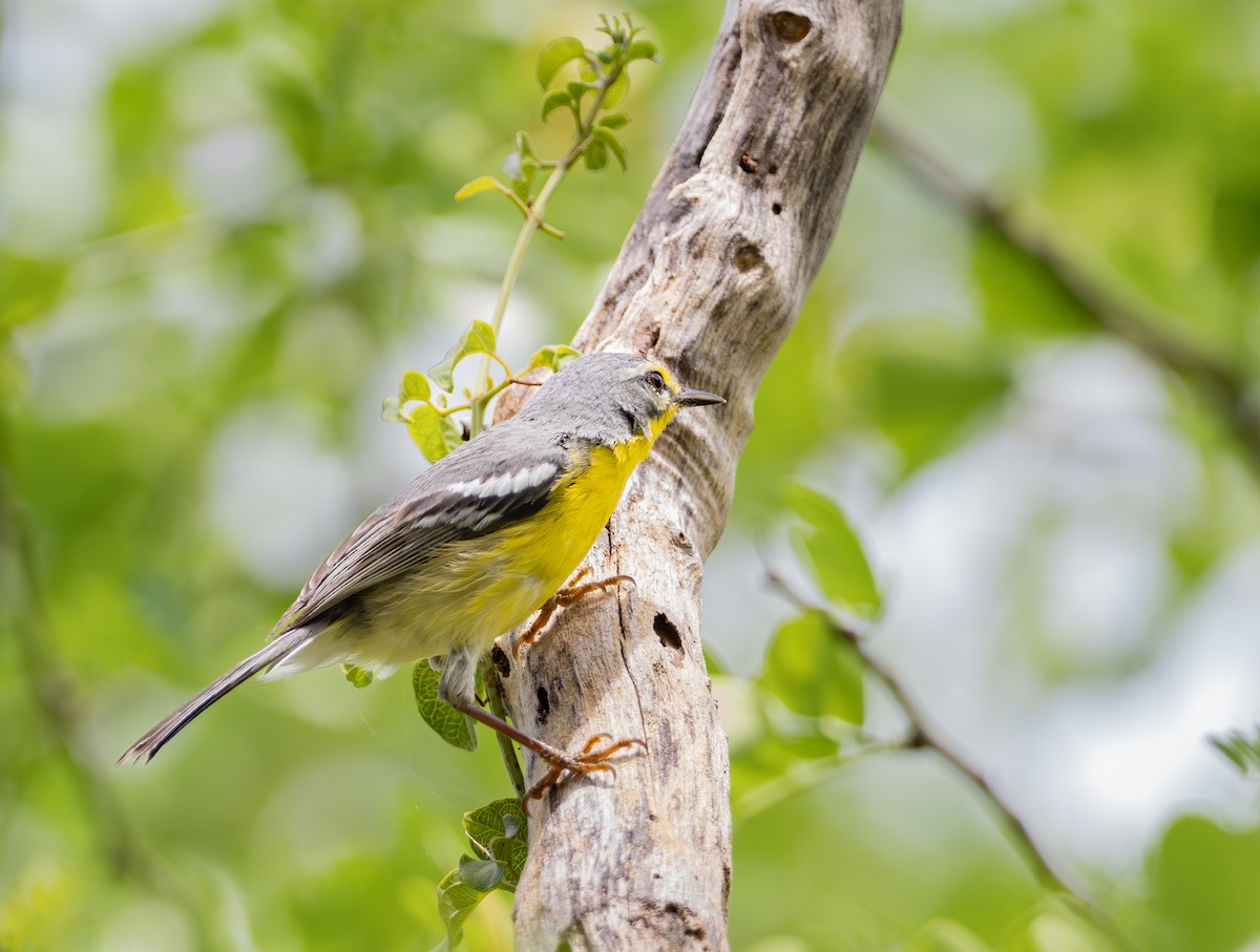 Adelaide's Warbler - ML617249106