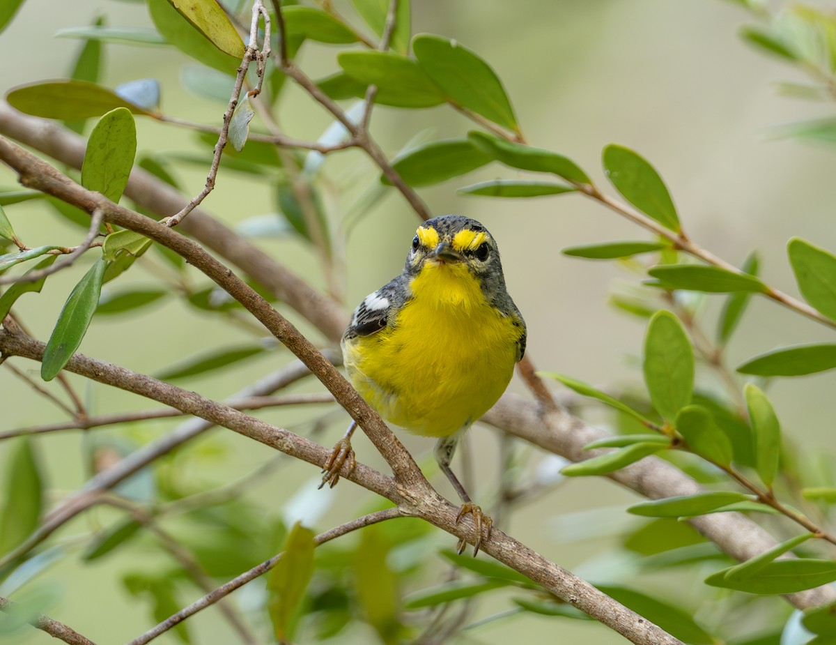 Adelaide's Warbler - Lawrence Rhoads