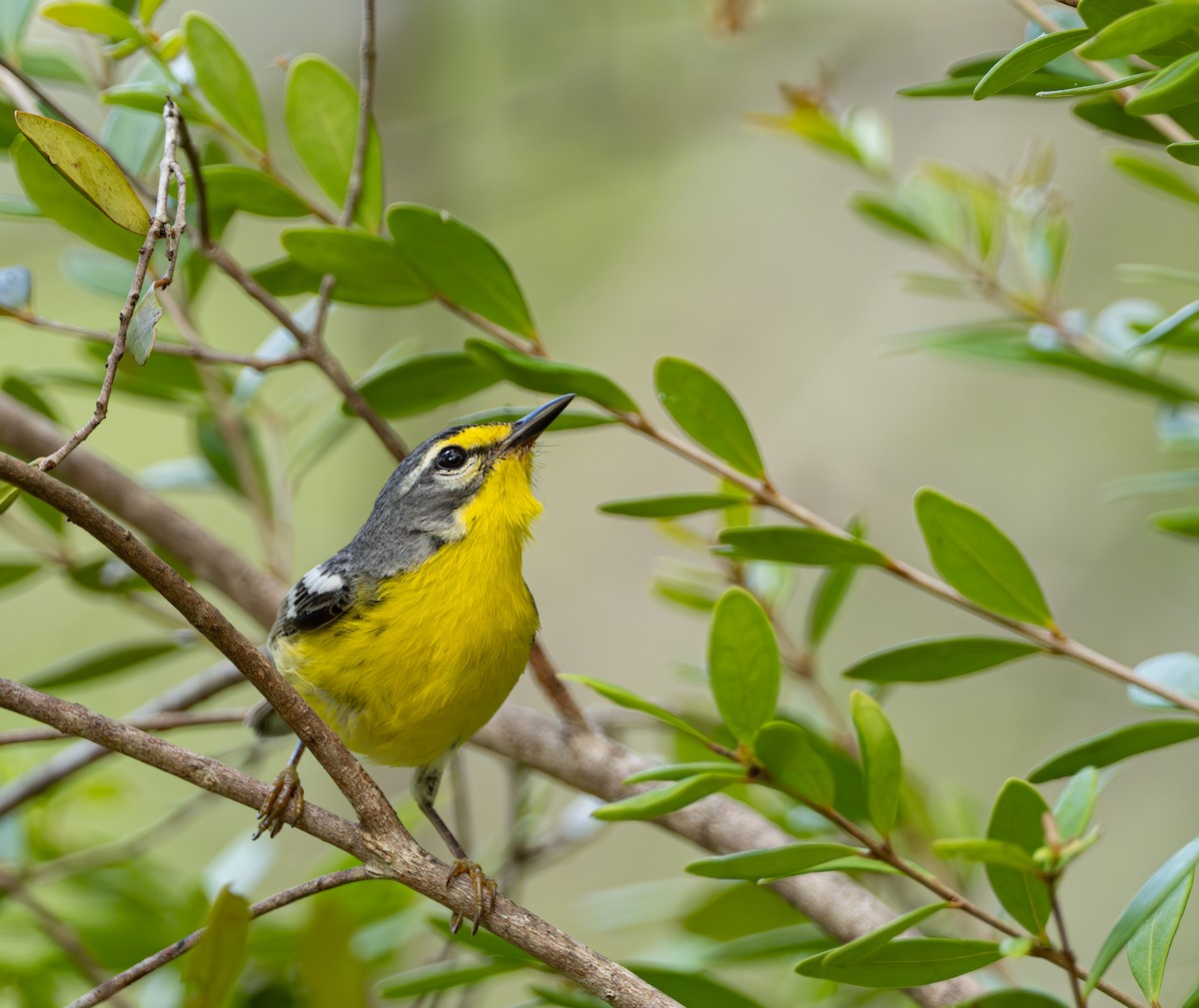 Adelaide's Warbler - ML617249109