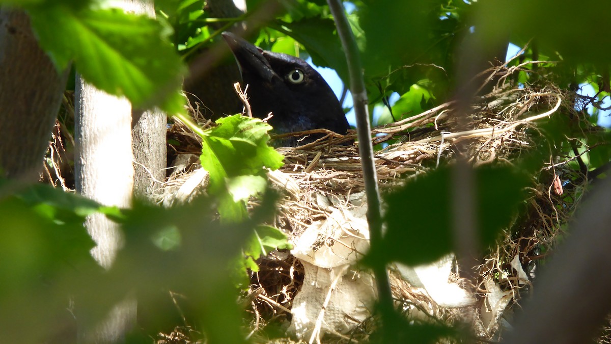 Common Grackle - Deborah Powell