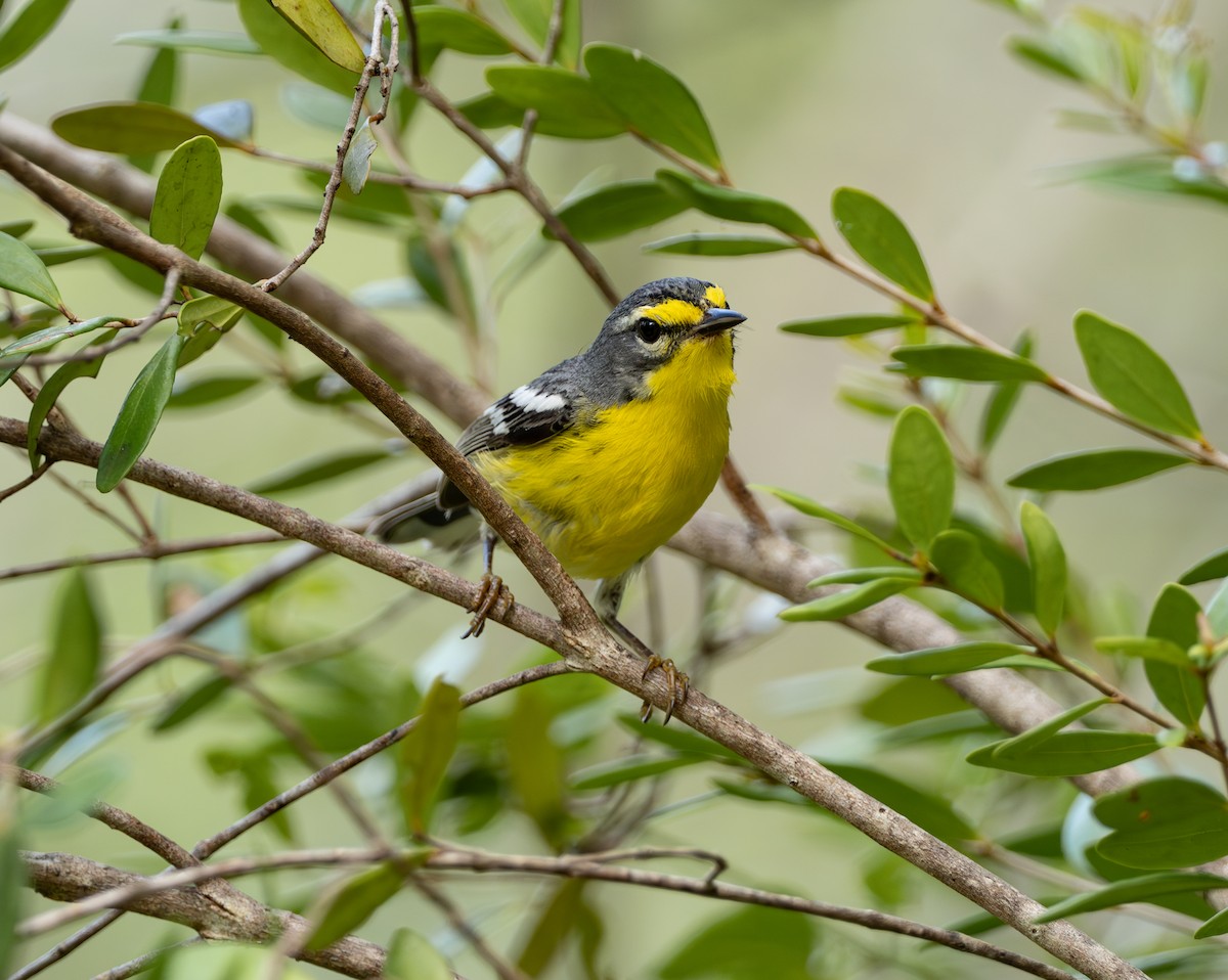 Adelaide's Warbler - ML617249110