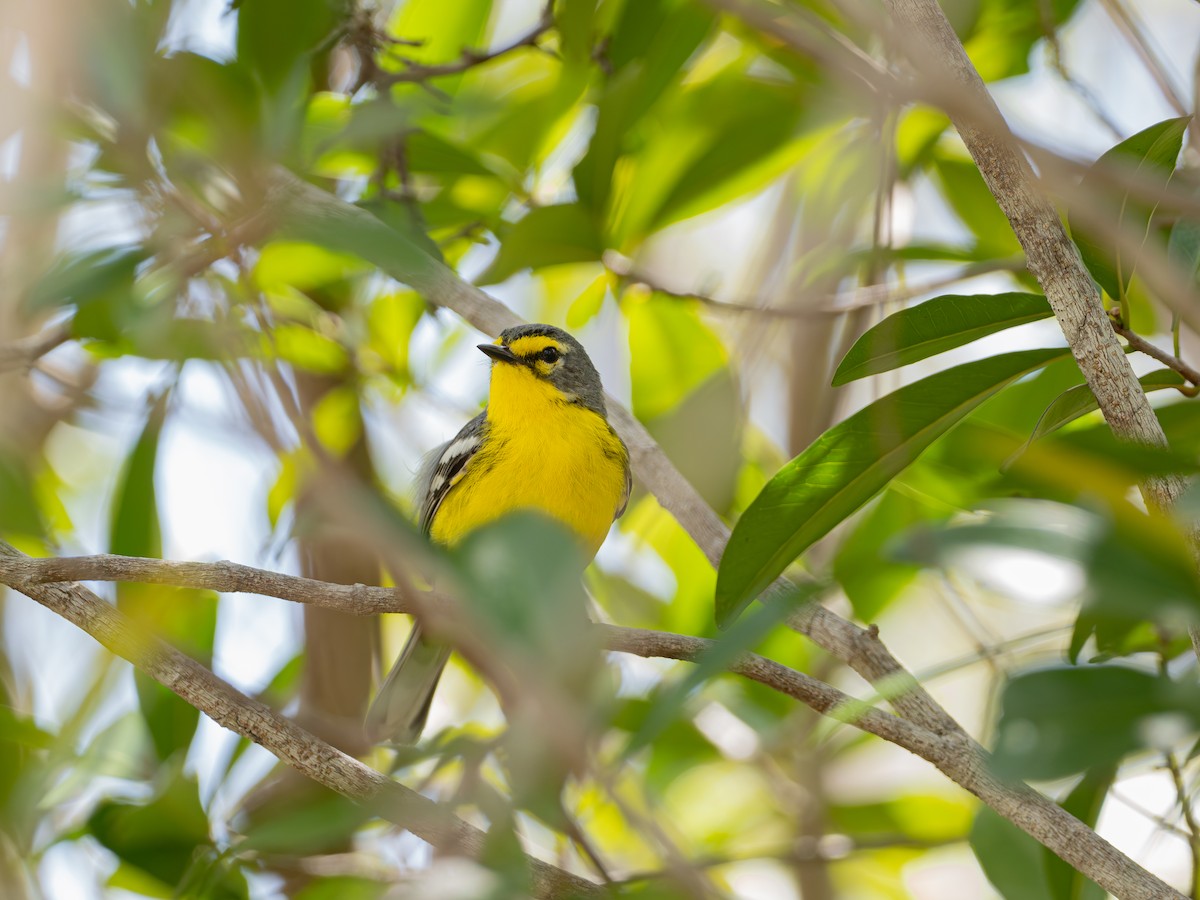 Adelaide's Warbler - Lawrence Rhoads