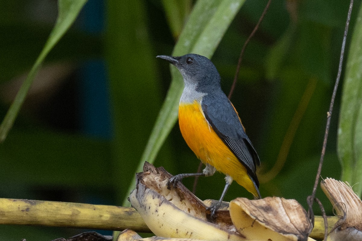 Orange-bellied Flowerpecker - ML617249160