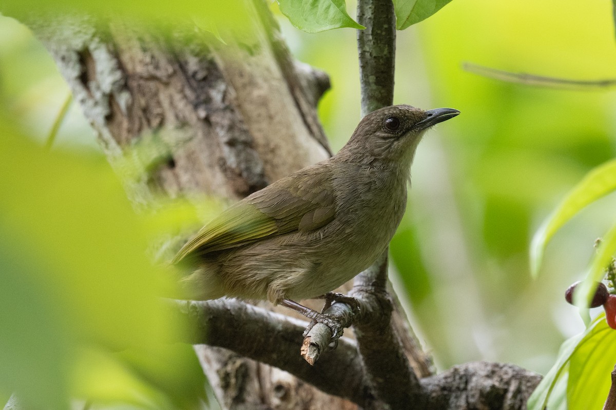 Streak-eared Bulbul - ML617249166