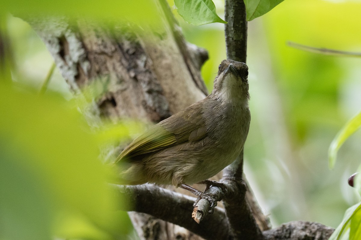 Streak-eared Bulbul - ML617249167