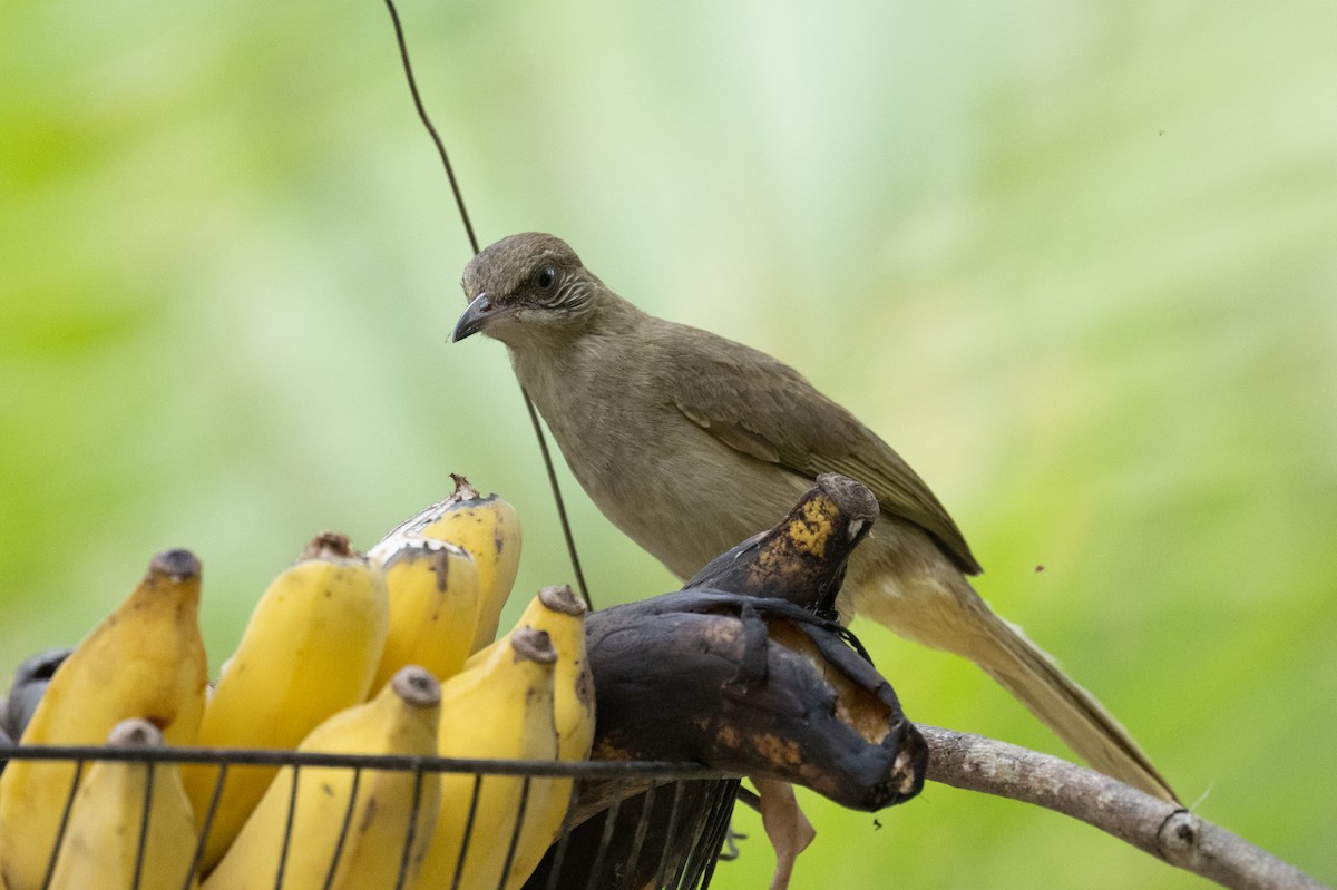 Streak-eared Bulbul - ML617249169