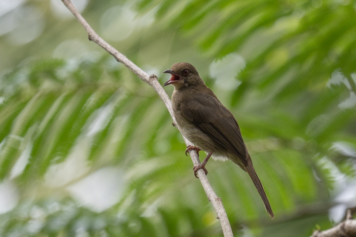 Red-eyed Bulbul - ML617249175