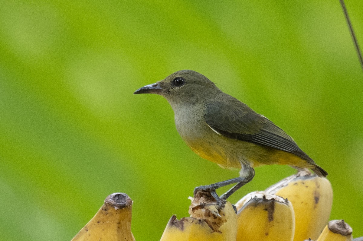 Orange-bellied Flowerpecker - ML617249177